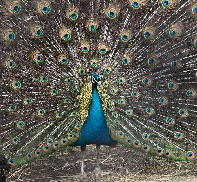 Trip to the Philips Park Zoo in Aurora