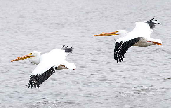 Bird watching in Plesantville, IL on the banks of the mississippi river