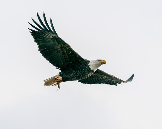 Bird watching in Plesantville, IL on the banks of the mississippi river
